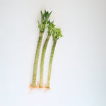 3 Lotus Bamboo Water Plants