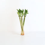 Lotus Bamboo Water Plant