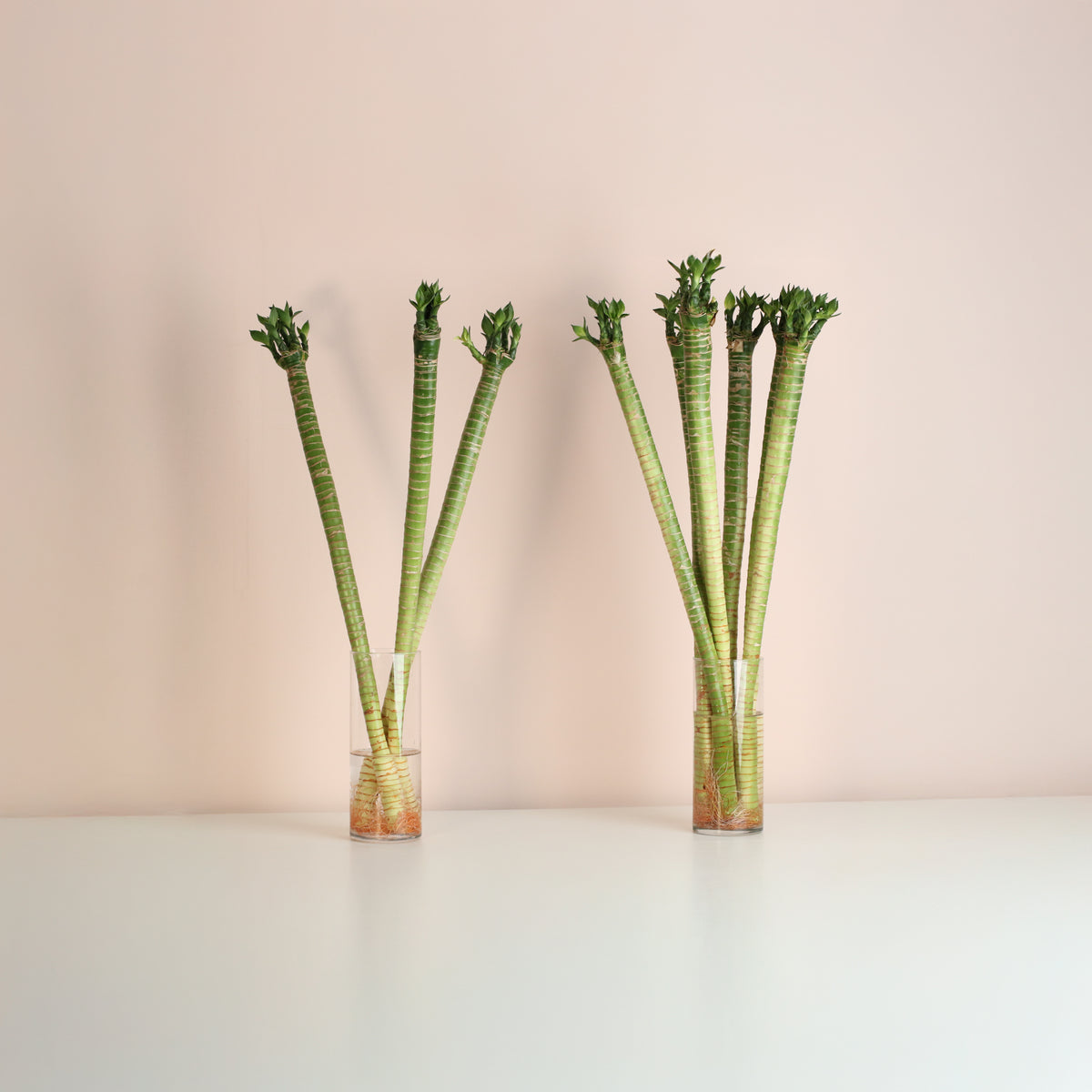 Lucky Bamboo Lotus Water Plant