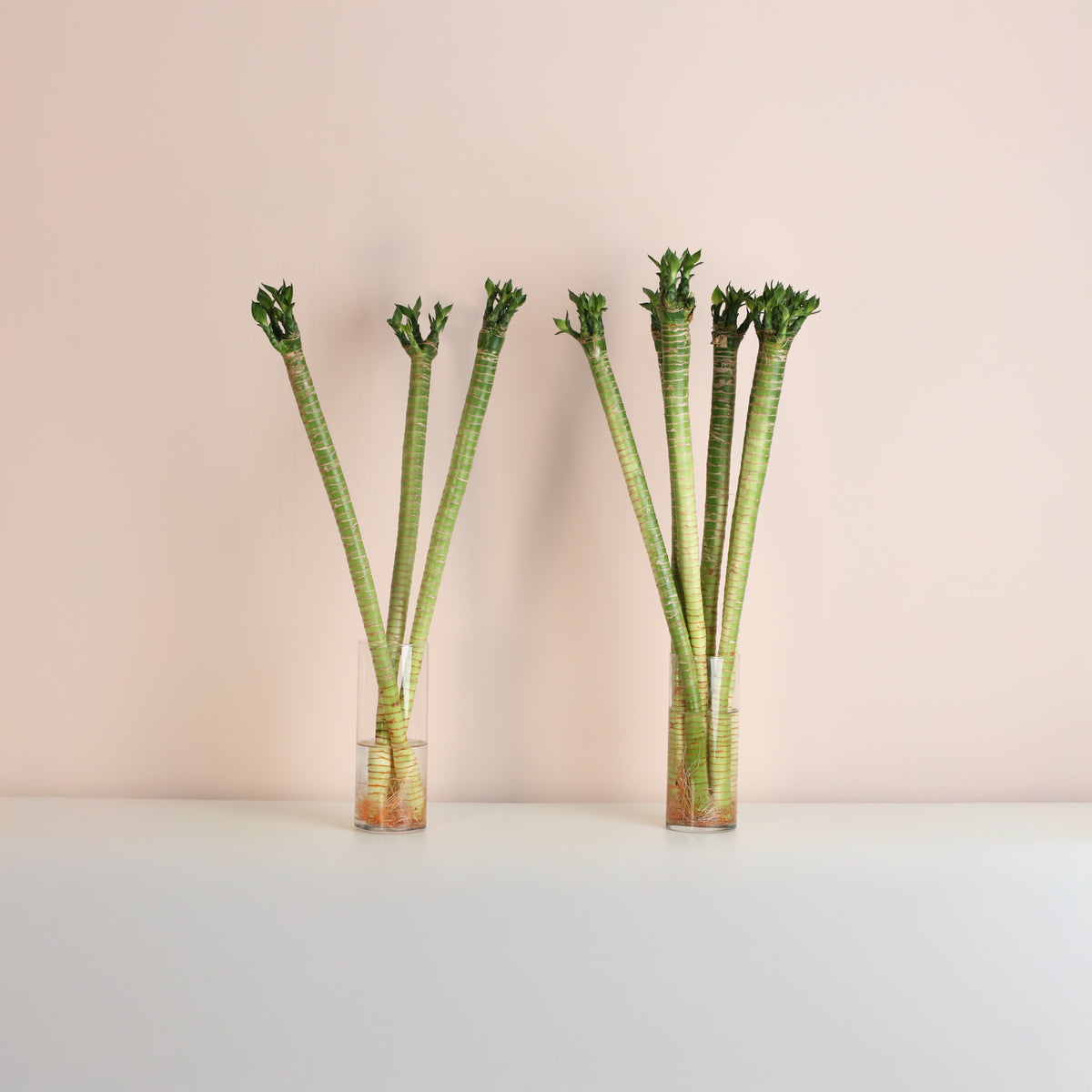 Lucky Bamboo Lotus Water Plant