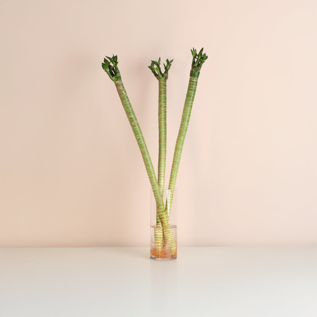 Lucky Bamboo Lotus Water Plant