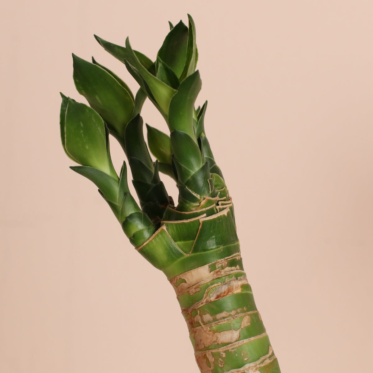 Lucky Bamboo Lotus Water Plant