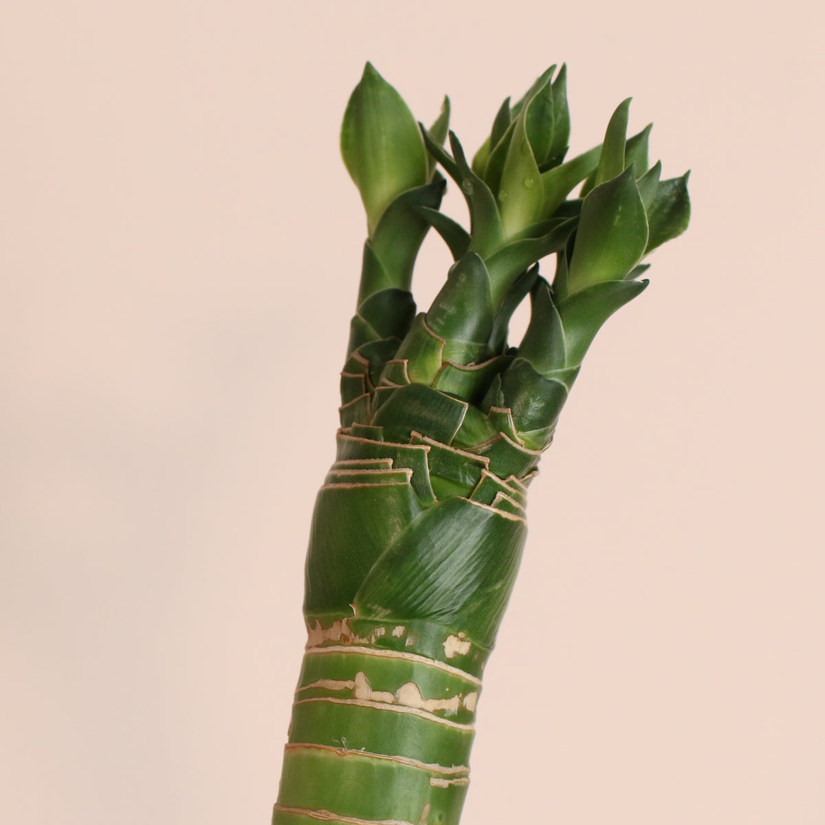 Lucky Bamboo Lotus Water Plant