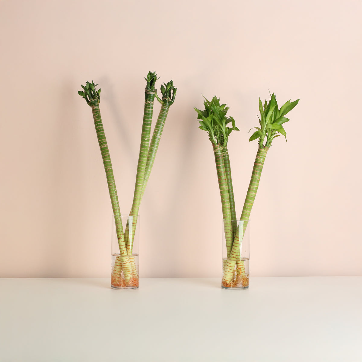 Lucky Bamboo Lotus Water Plant