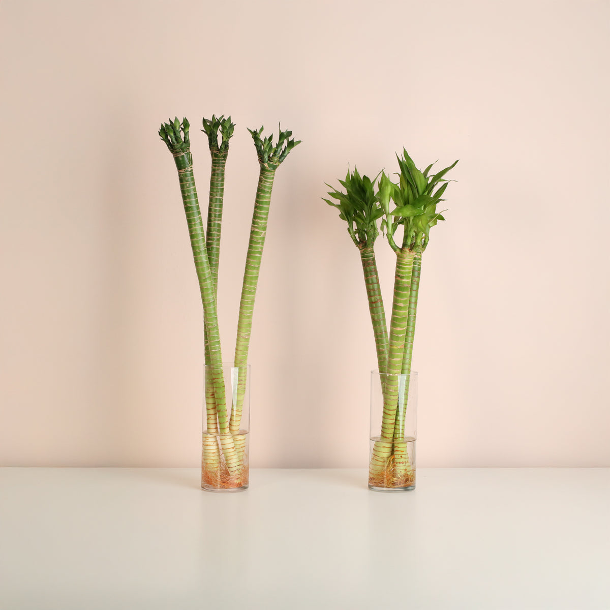 Lucky Bamboo Lotus Water Plant