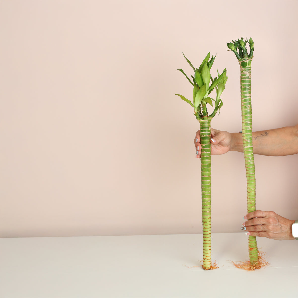 Lucky Bamboo Lotus Water Plant