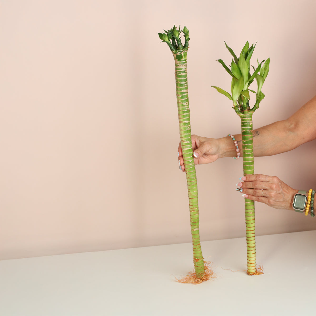 Lucky Bamboo Lotus Water Plant