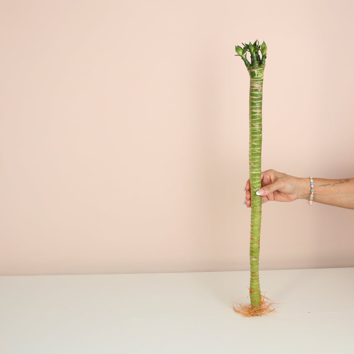 Lucky Bamboo Lotus Water Plant