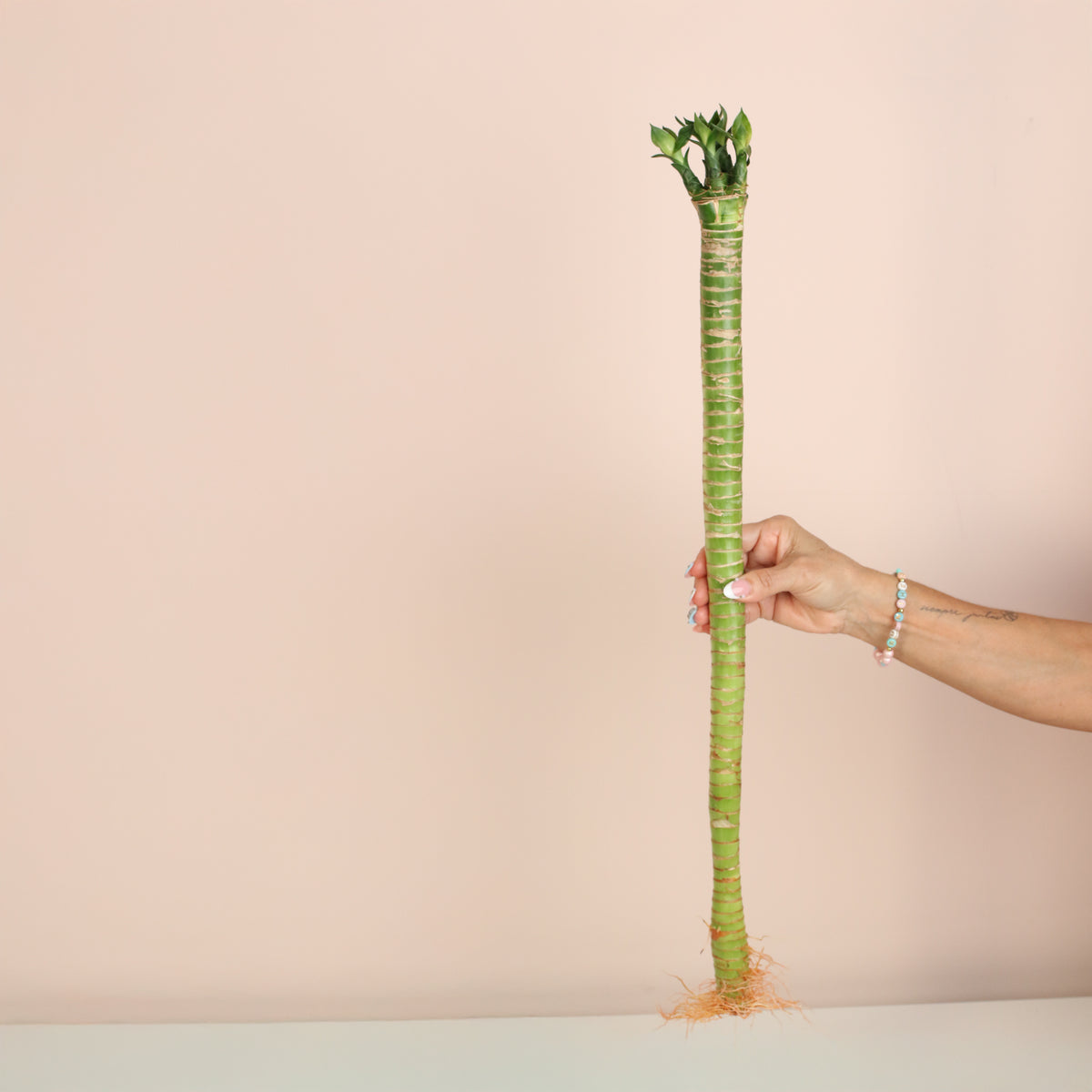 Lucky Bamboo Lotus Water Plant