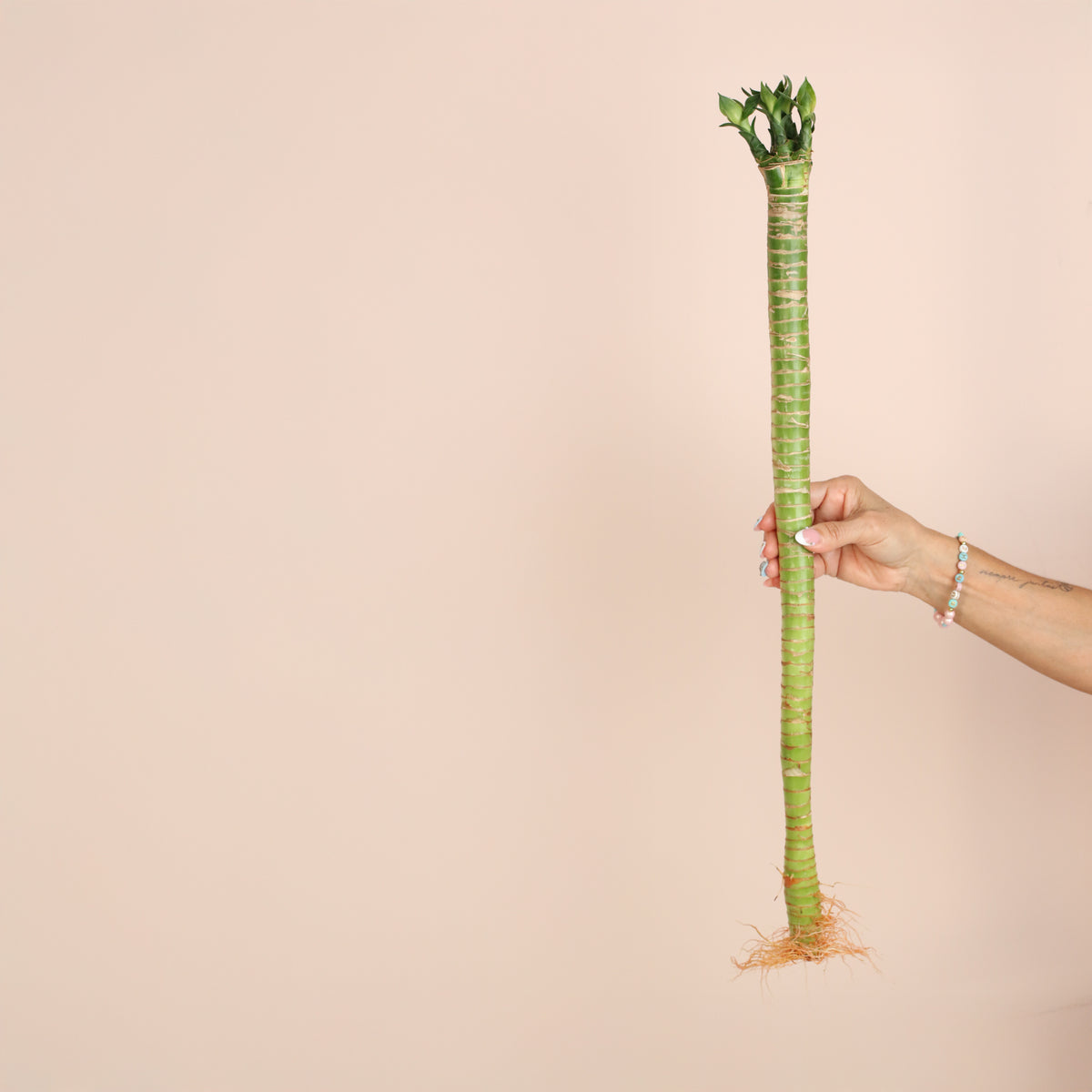 Lucky Bamboo Lotus Water Plant