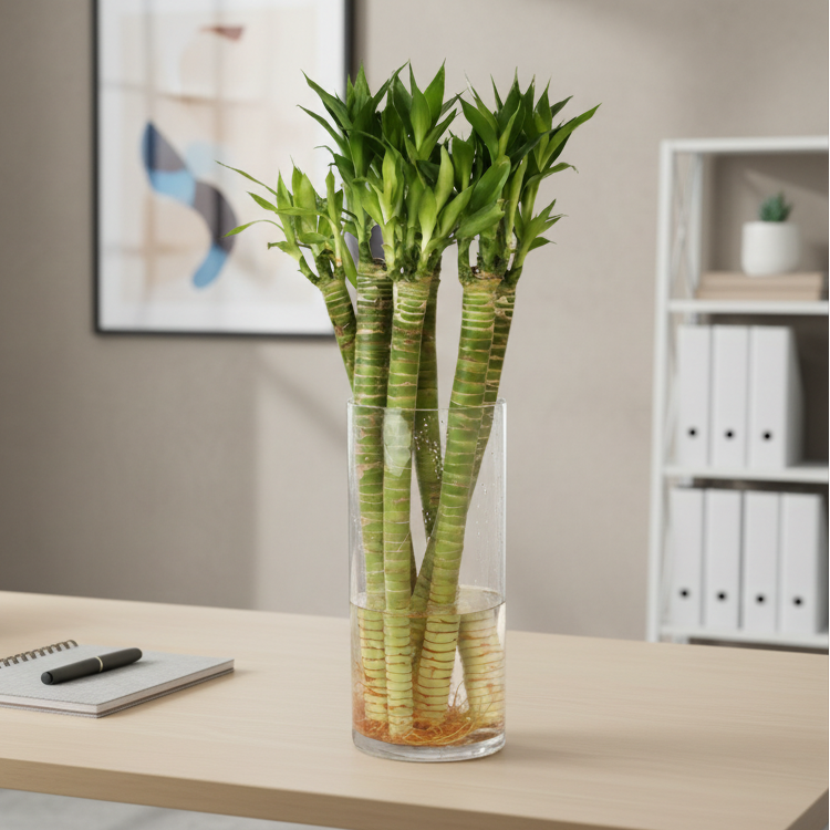 Lucky Bamboo Lotus Water Plant