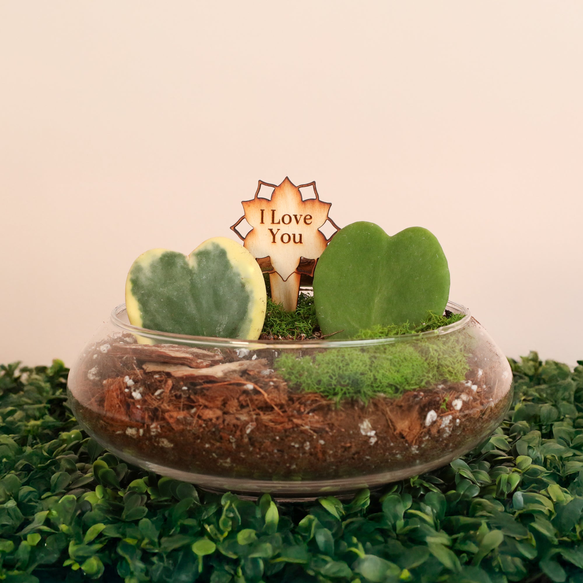 love heart succulent Love Hearts Terrarium Kit