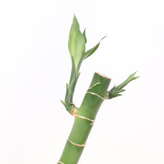 huge lucky bamboo Lucky Bamboo Water Plant 2XL 48" 3-Pack