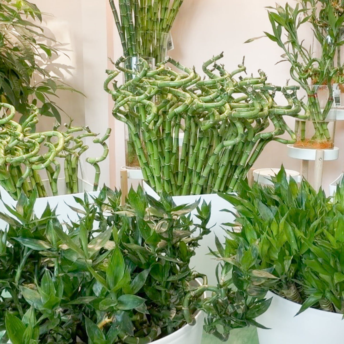 Lucky Bamboo Twists Water Plant MEDIUM