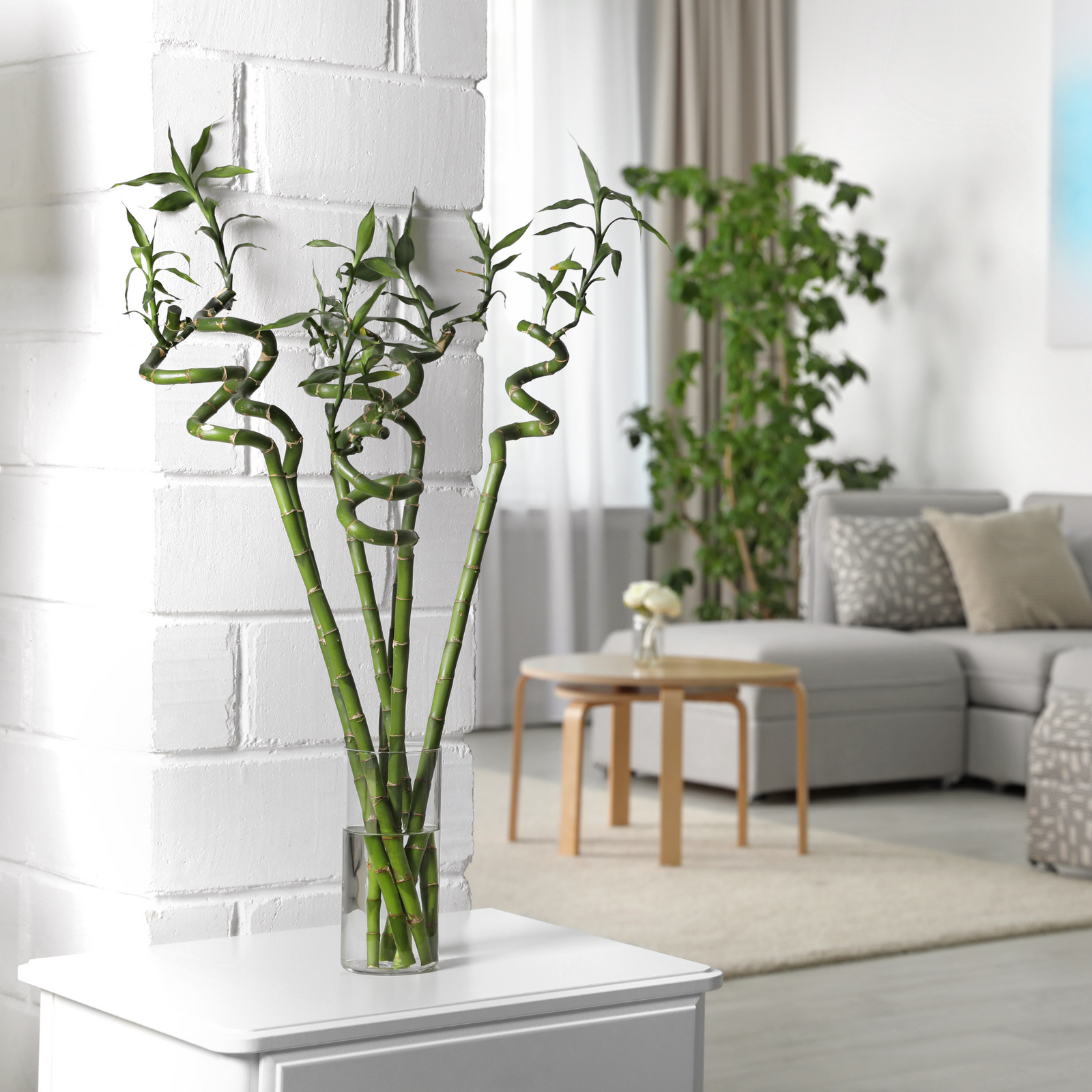 Lucky Bamboo Twists Water Plant