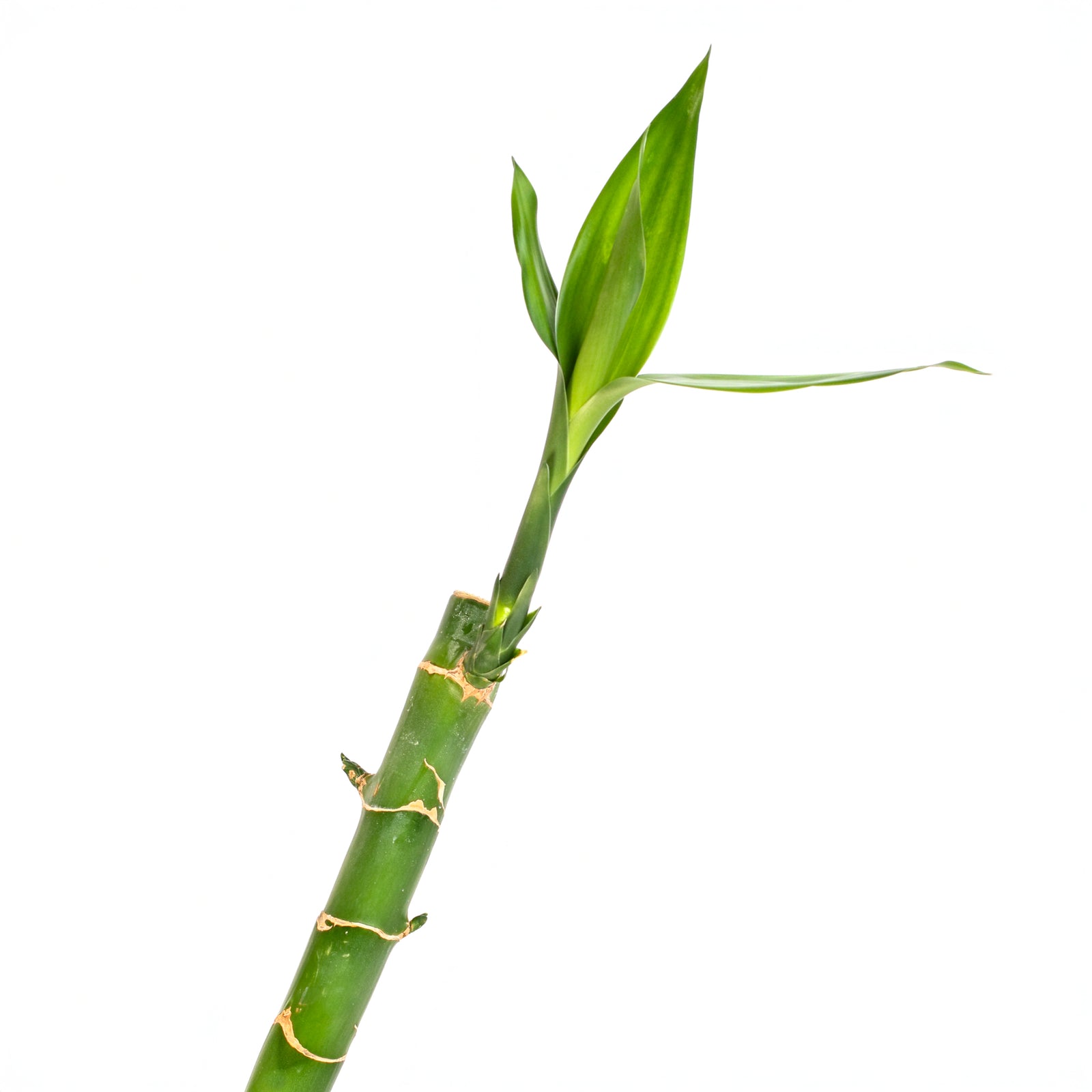 Model stands at 5 foot 1 inch tall.  Standing next to size 3XL | 60" tall Lucky Bamboo.  