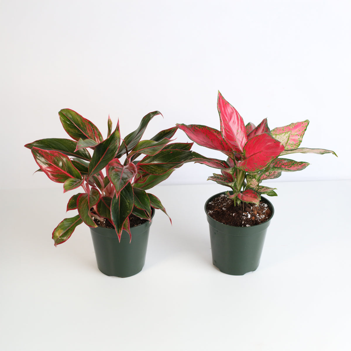 Lucky Chinese Evergreen Plants