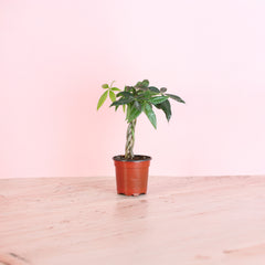 Lucky Braided Money Tree Plant - Verdant Lyfe