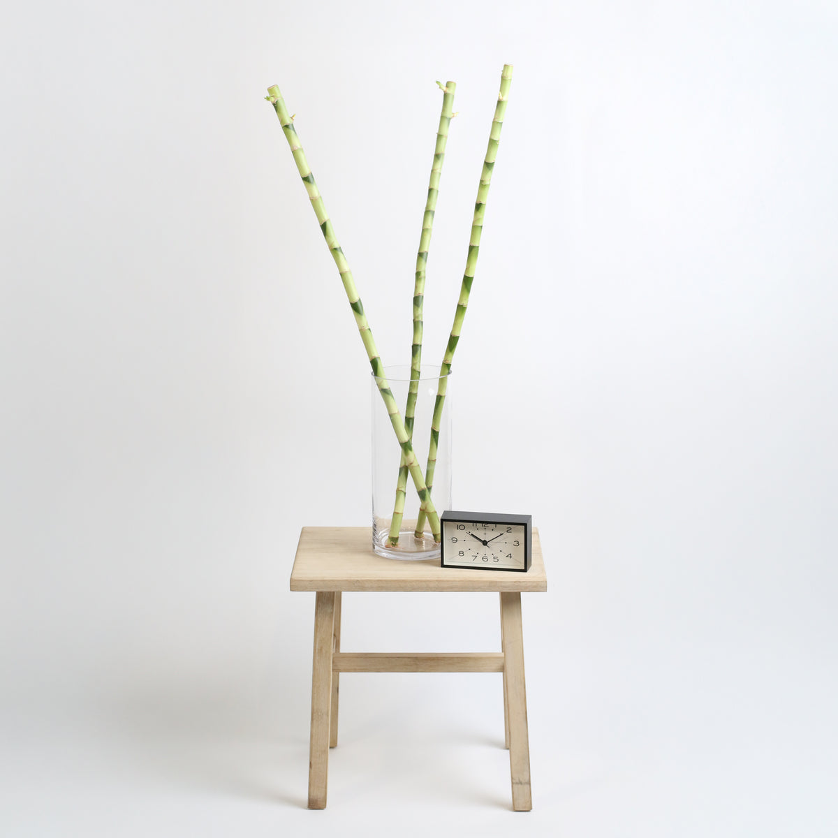 3 Pack of Lucky Bamboo Water Plant 1XL 36&quot;