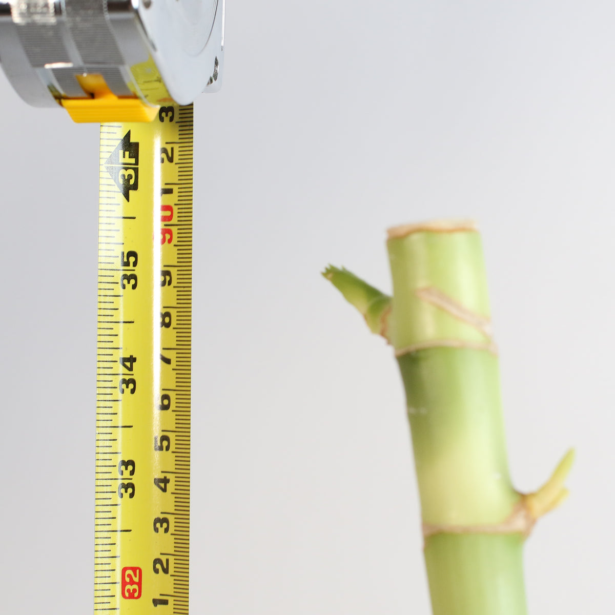 Close up of Lucky Bamboo Water Plant 1XL 36&quot;