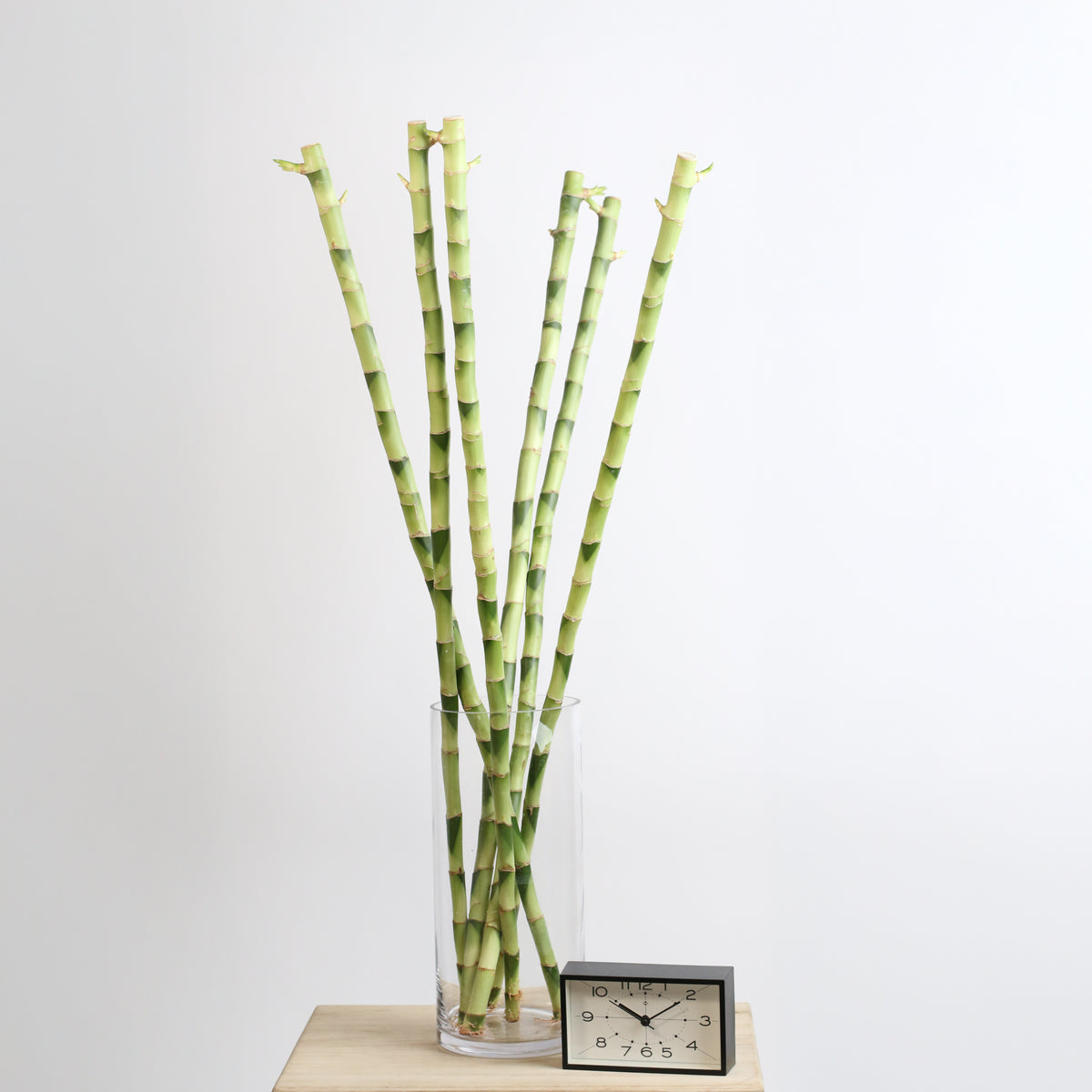 6 Pack of Lucky Bamboo Water Plant 1XL 36&quot;