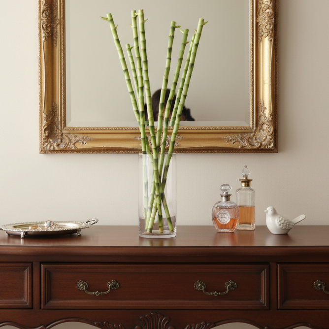 Lucky Bamboo Water Plant 1XL 36"