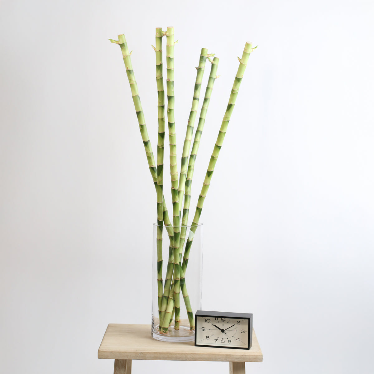 6 Pack of Lucky Bamboo Water Plant 1XL 36&quot;