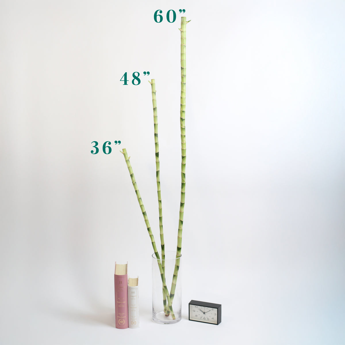 Various Sizes of Lucky Bamboo for Size Comparison. 