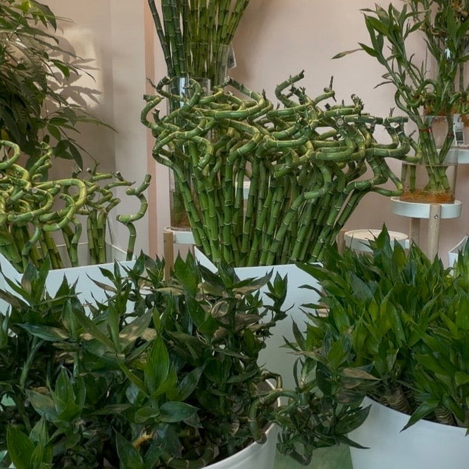 Lucky Bamboo Lotus Water Plant