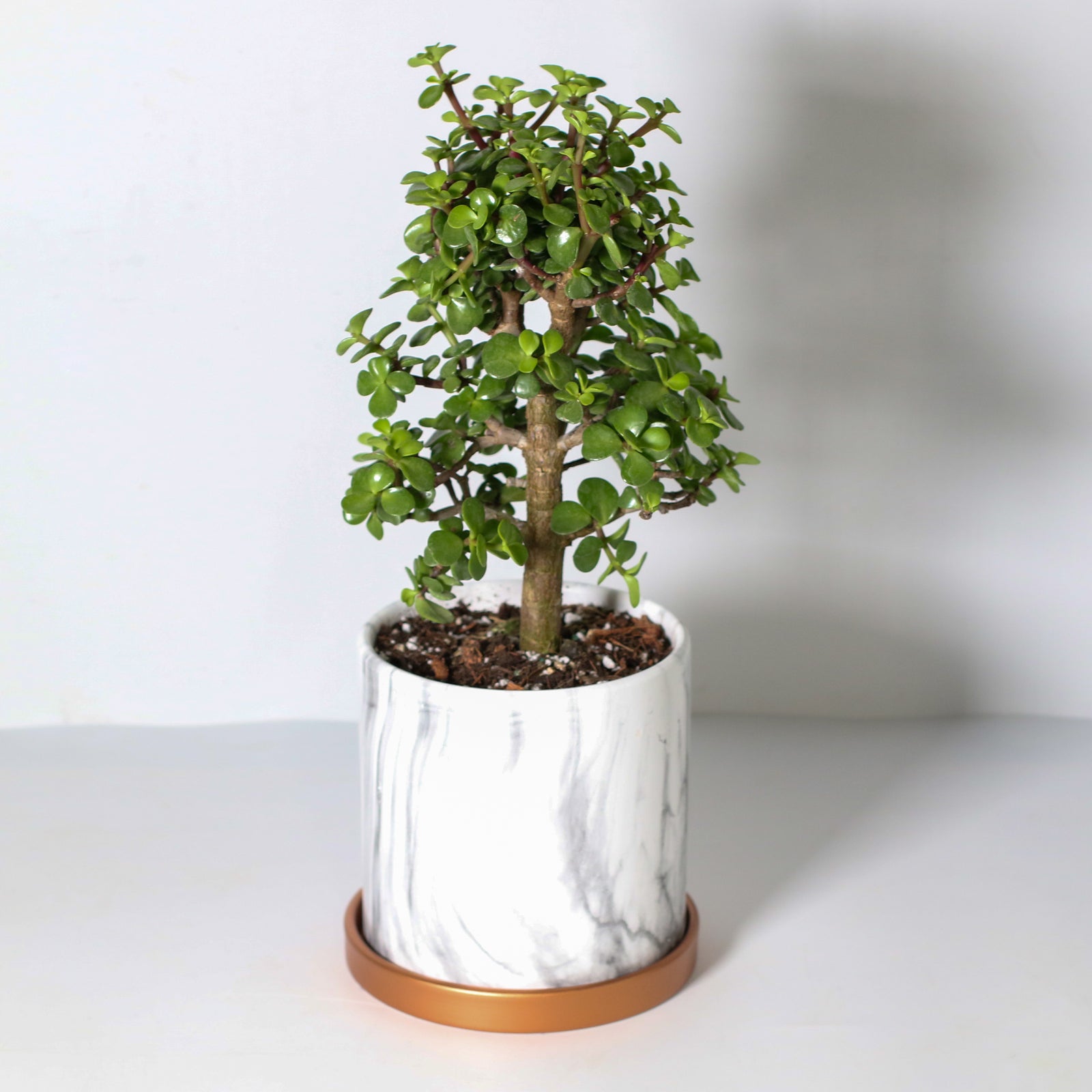 Lucky Jade Bonsai Tree