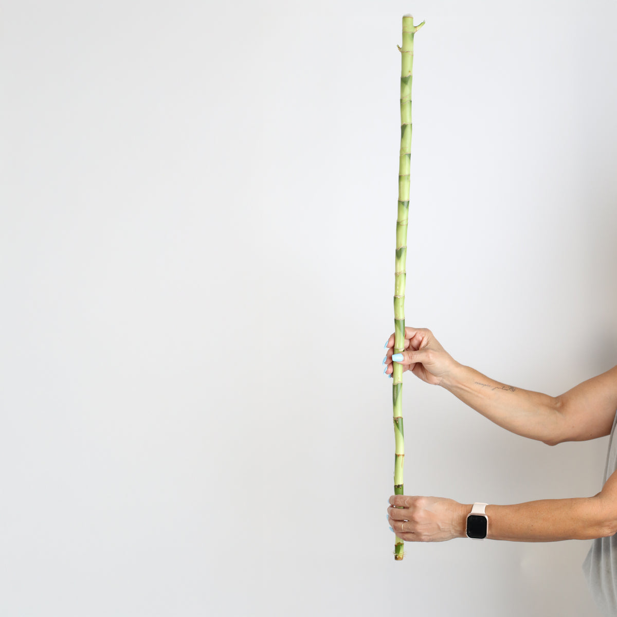 Lucky Bamboo Water Plant 1XL 36&quot;