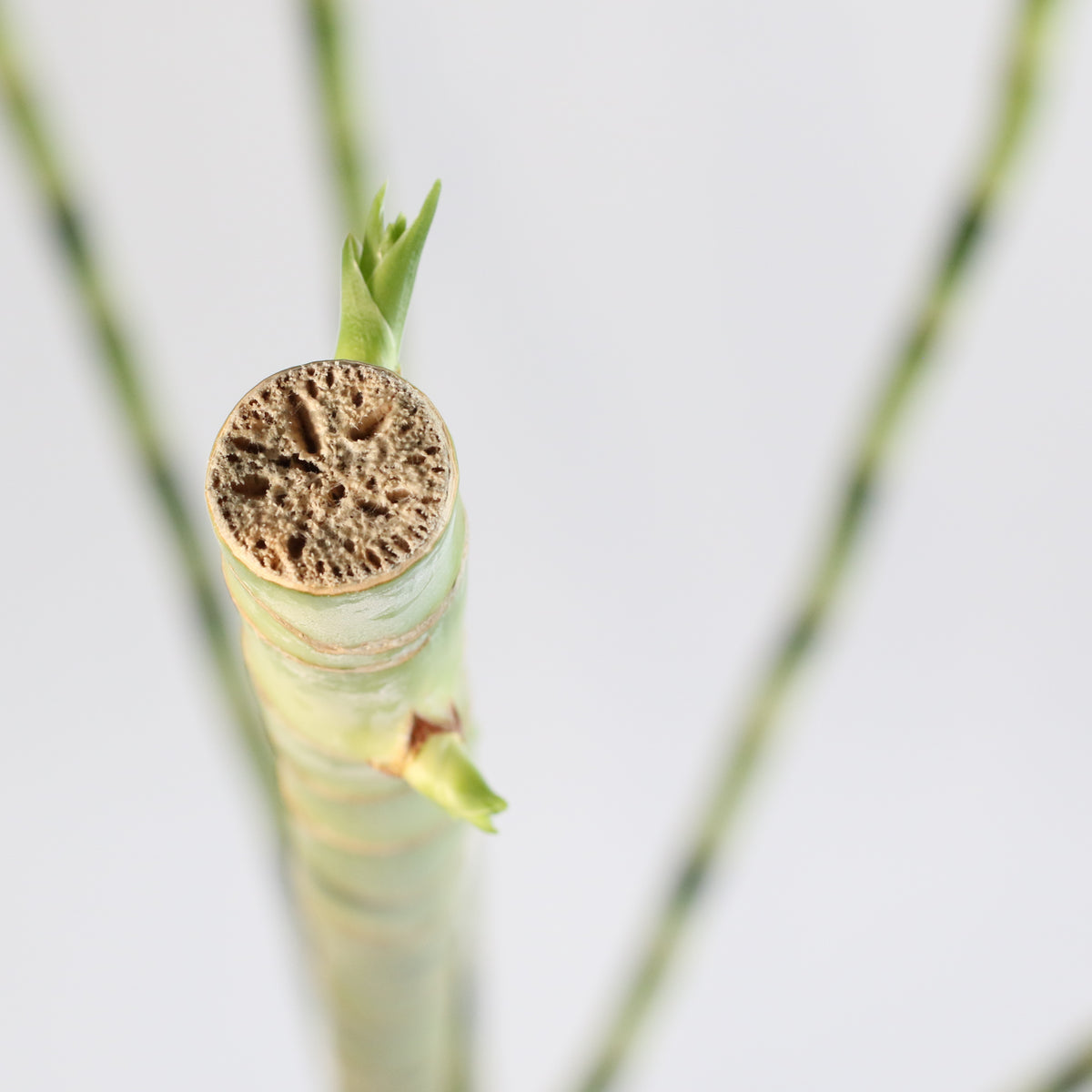 Lucky Bamboo Water Plant 3XL 60&quot;
