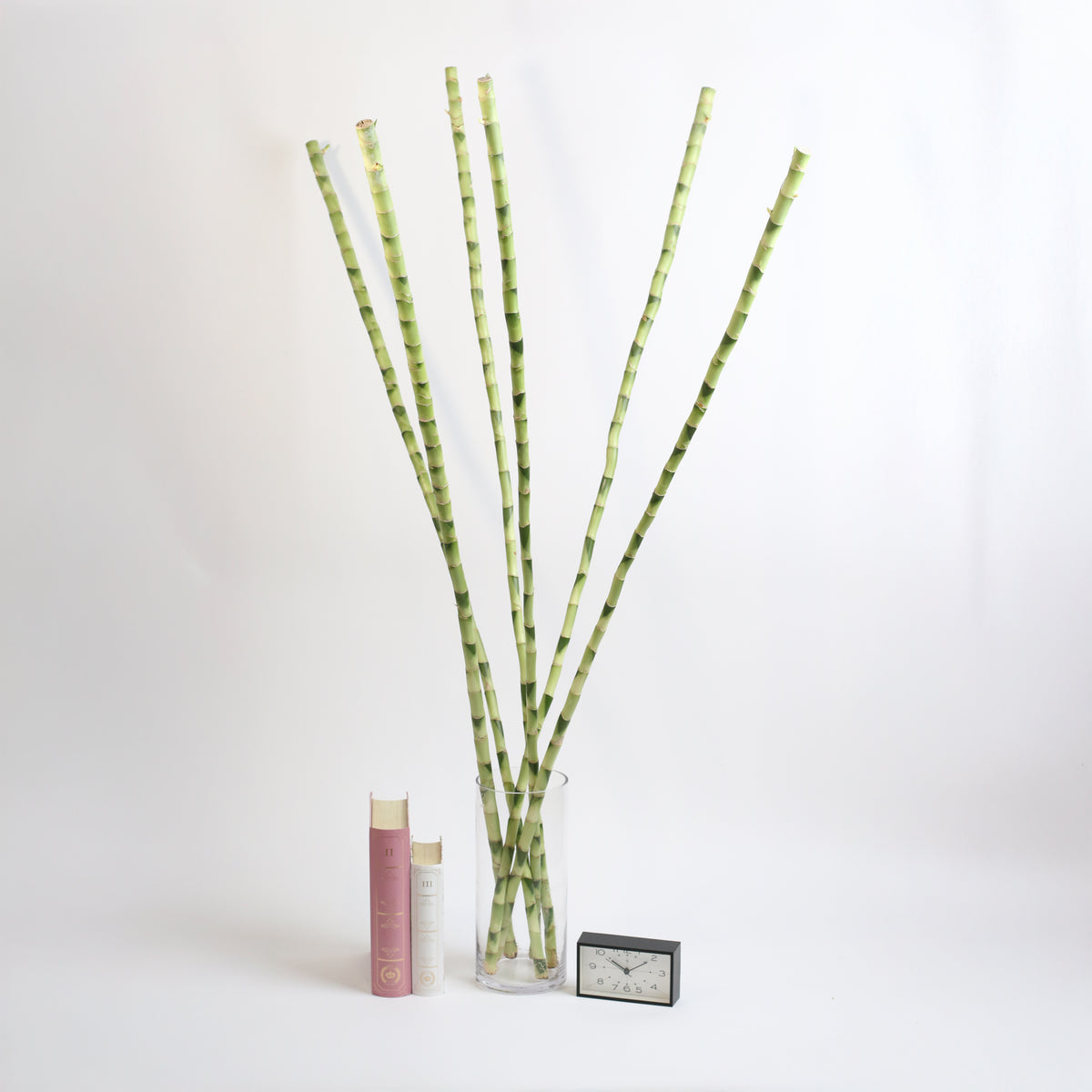 Lucky Bamboo Water Plant 3XL 60&quot;