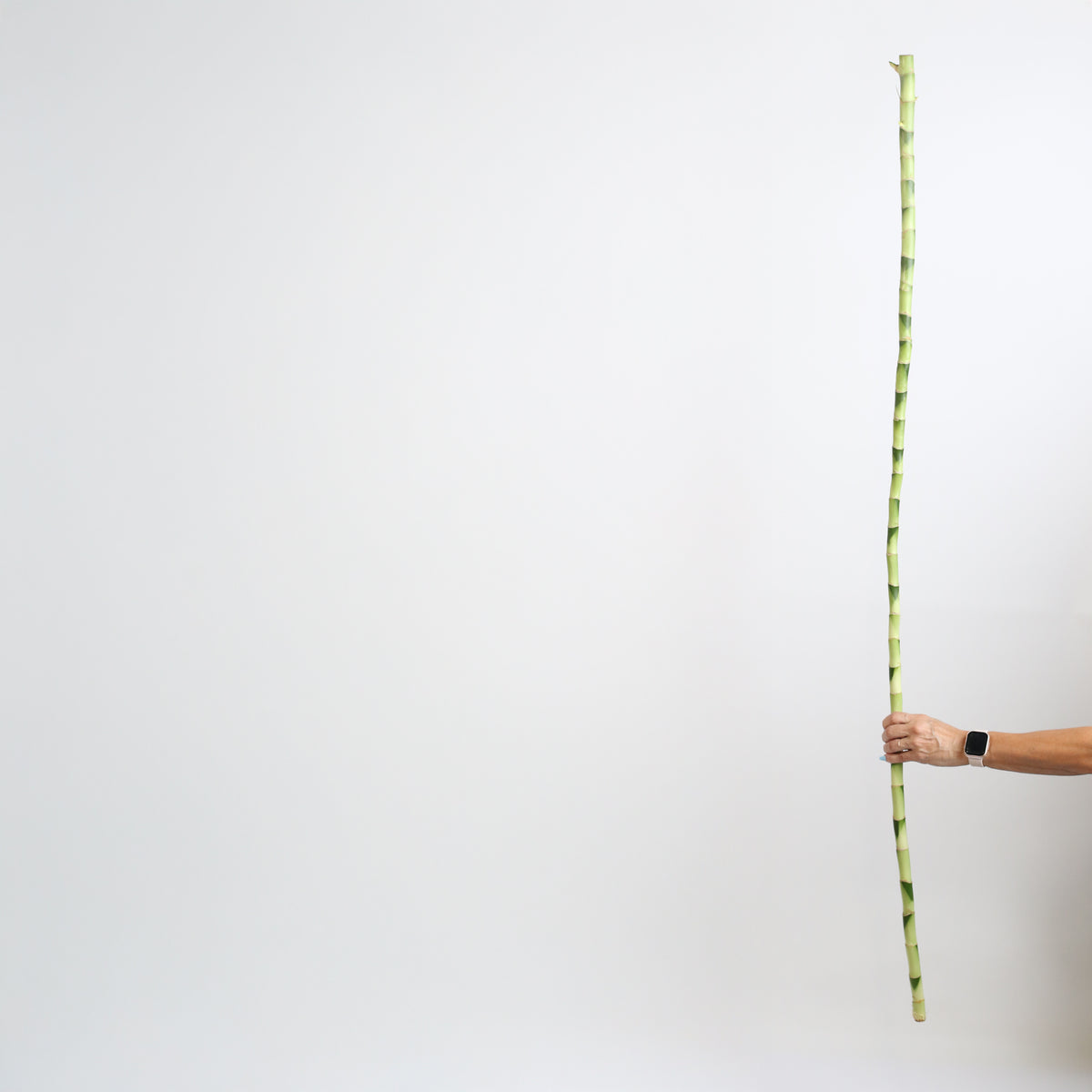 Lucky Bamboo Water Plant 3XL 60&quot;
