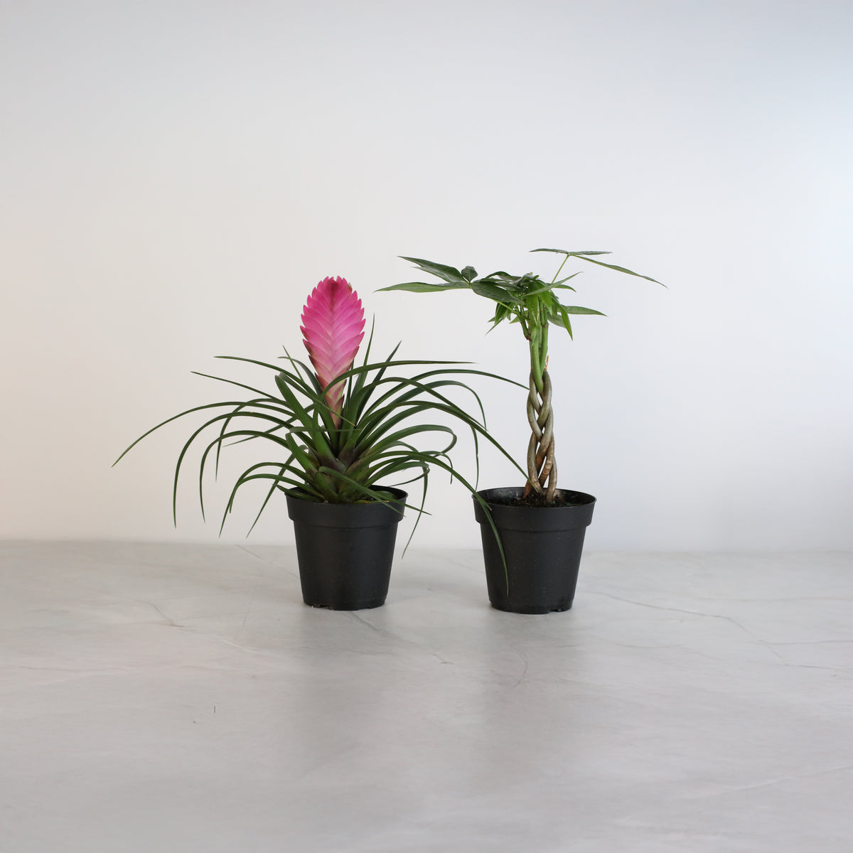 4&quot; Duo featuring Pink Quill and Braided Money Tree