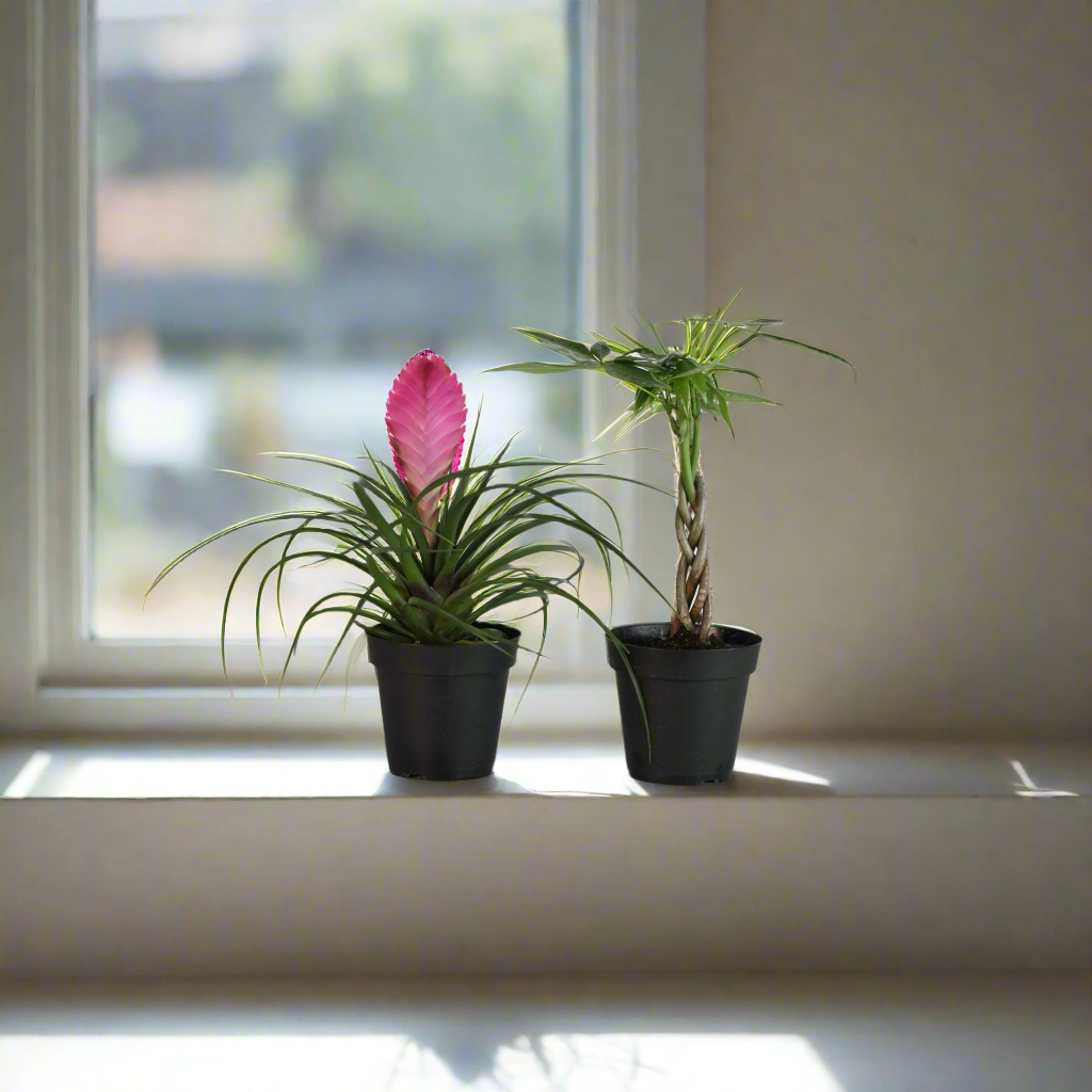 Lyfe Celebration Bundle