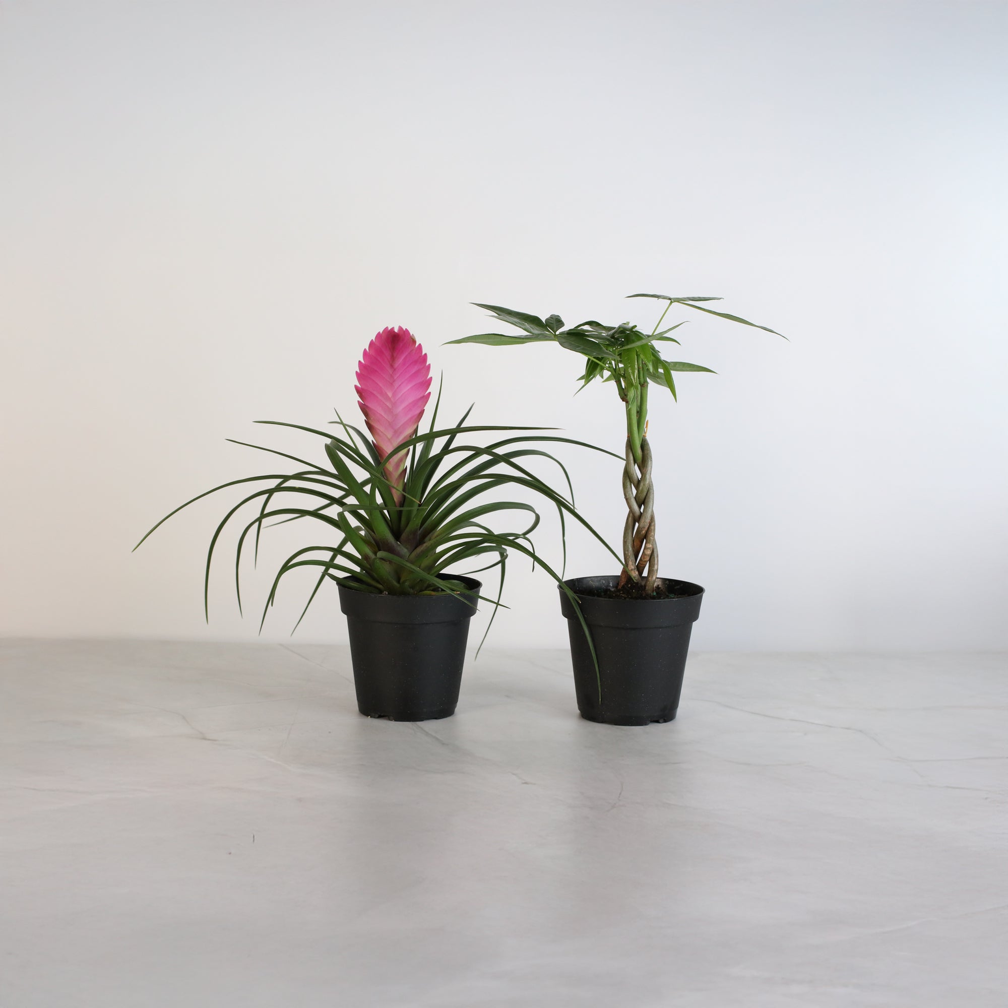 4" Duo featuring Pink Quill and Braided Money Tree