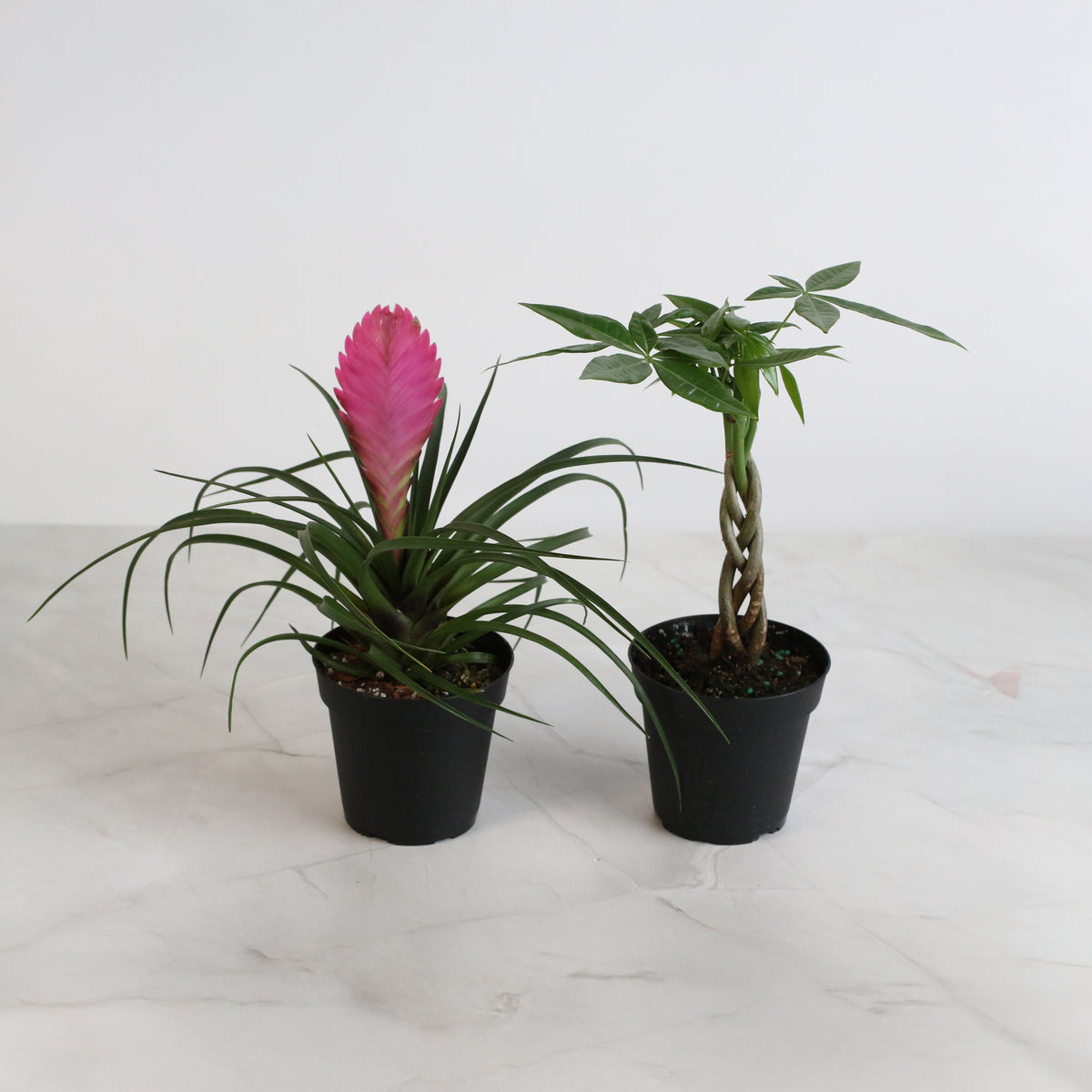4&quot; Duo featuring Pink Quill and Braided Money Tree