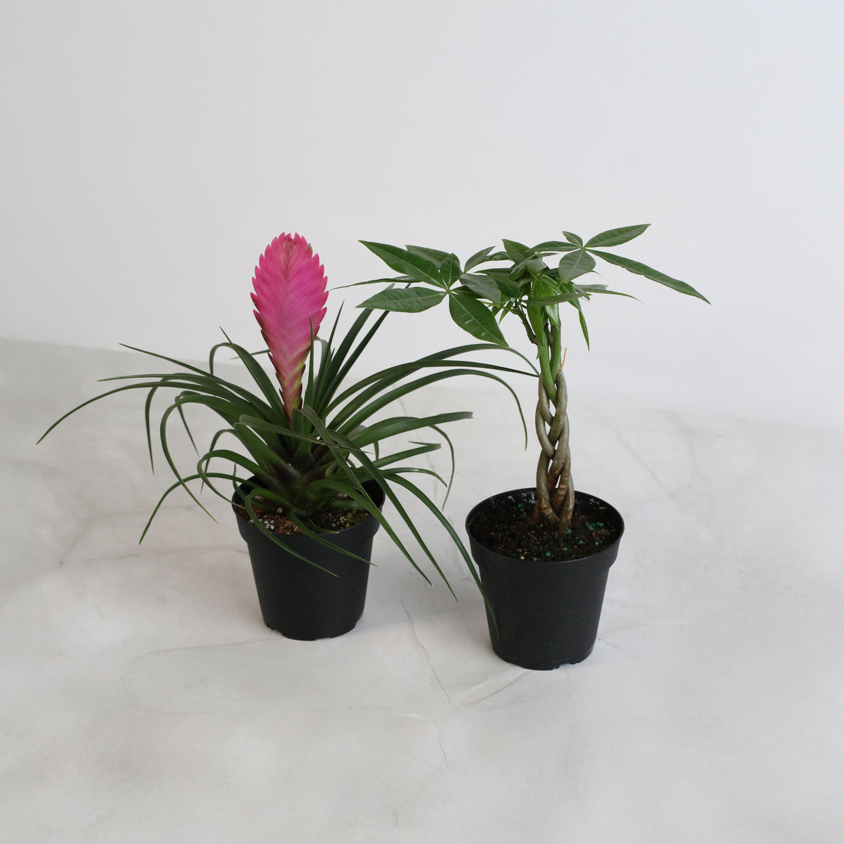 4&quot; Duo featuring Pink Quill and Braided Money Tree