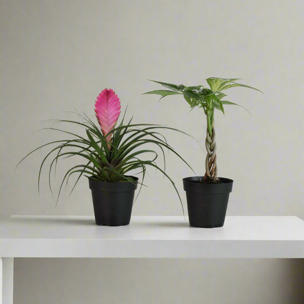 4&quot; Duo featuring Pink Quill and Braided Money Tree
