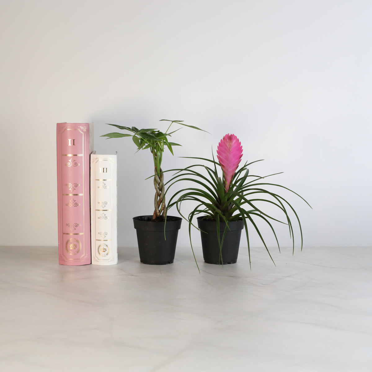 4&quot; Duo featuring Pink Quill and Braided Money Tree next to books.