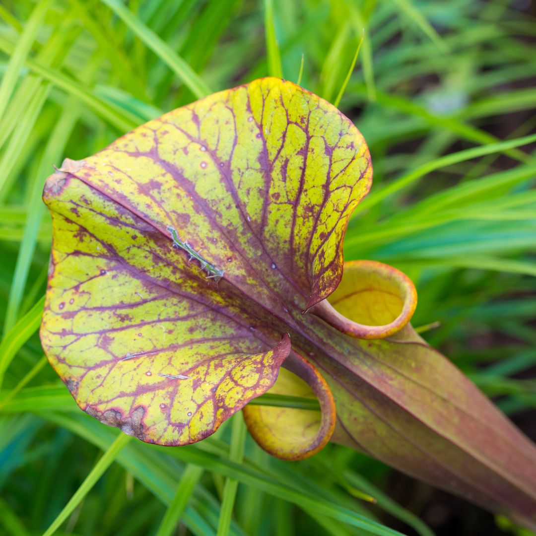 Top View of Trap of Sarracenia ‘Judith Hindle’ – Bug Bat Carnivorous Plant