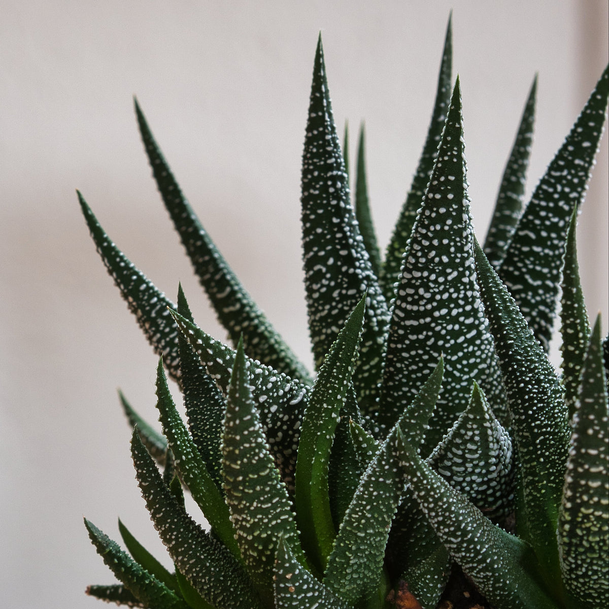 Macro Shot Of Harworthia Leaves