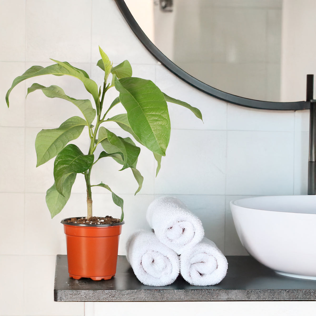 4" Nursery Magnolia Champaca plant in bathroom