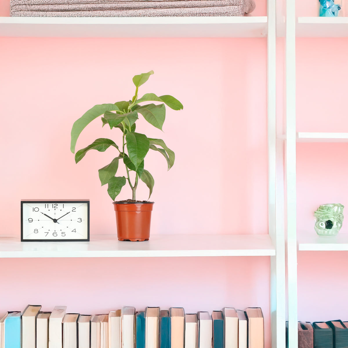 Magnolia Champaca on shelf next to clock.