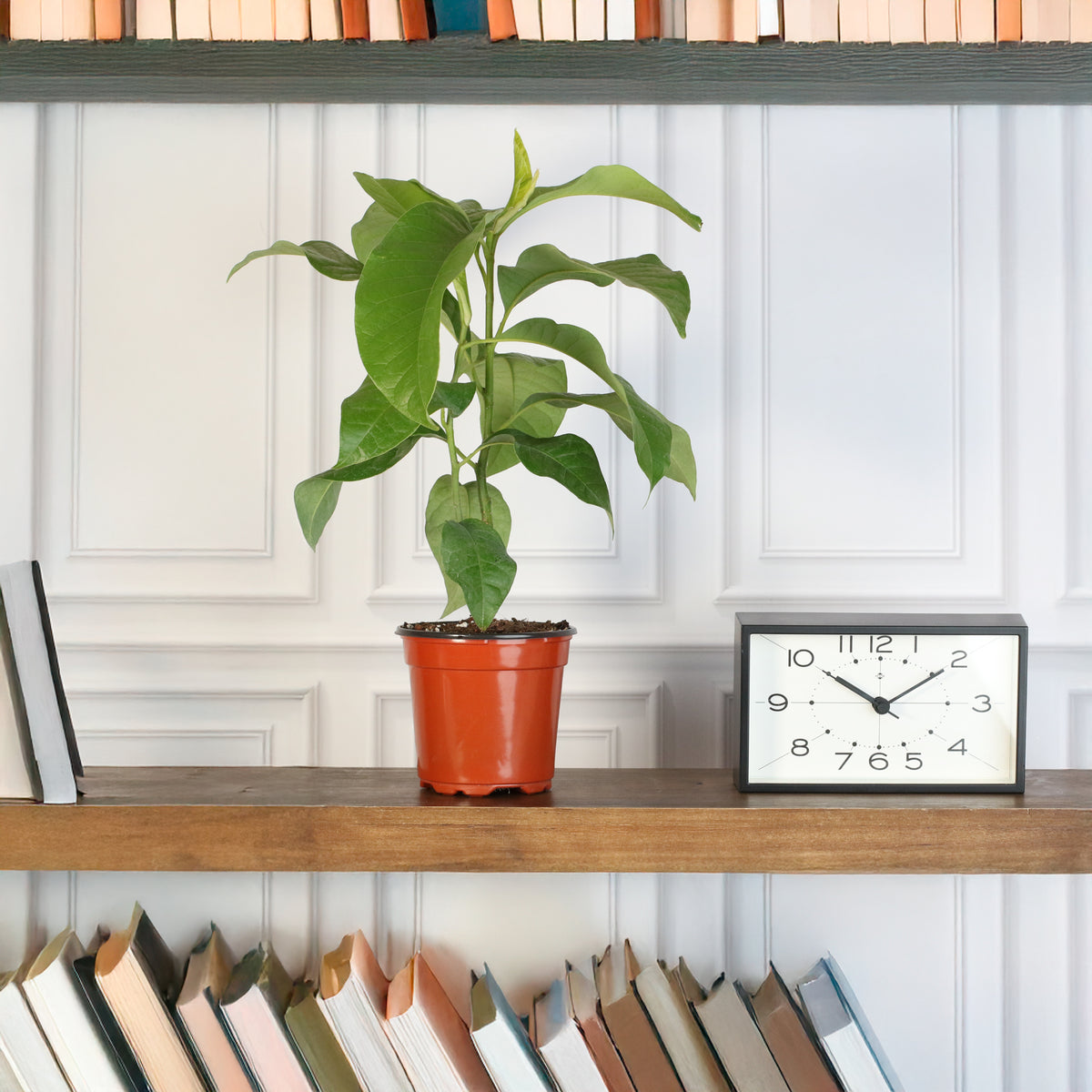 Magnolia Champaca plant on book shelf. 
