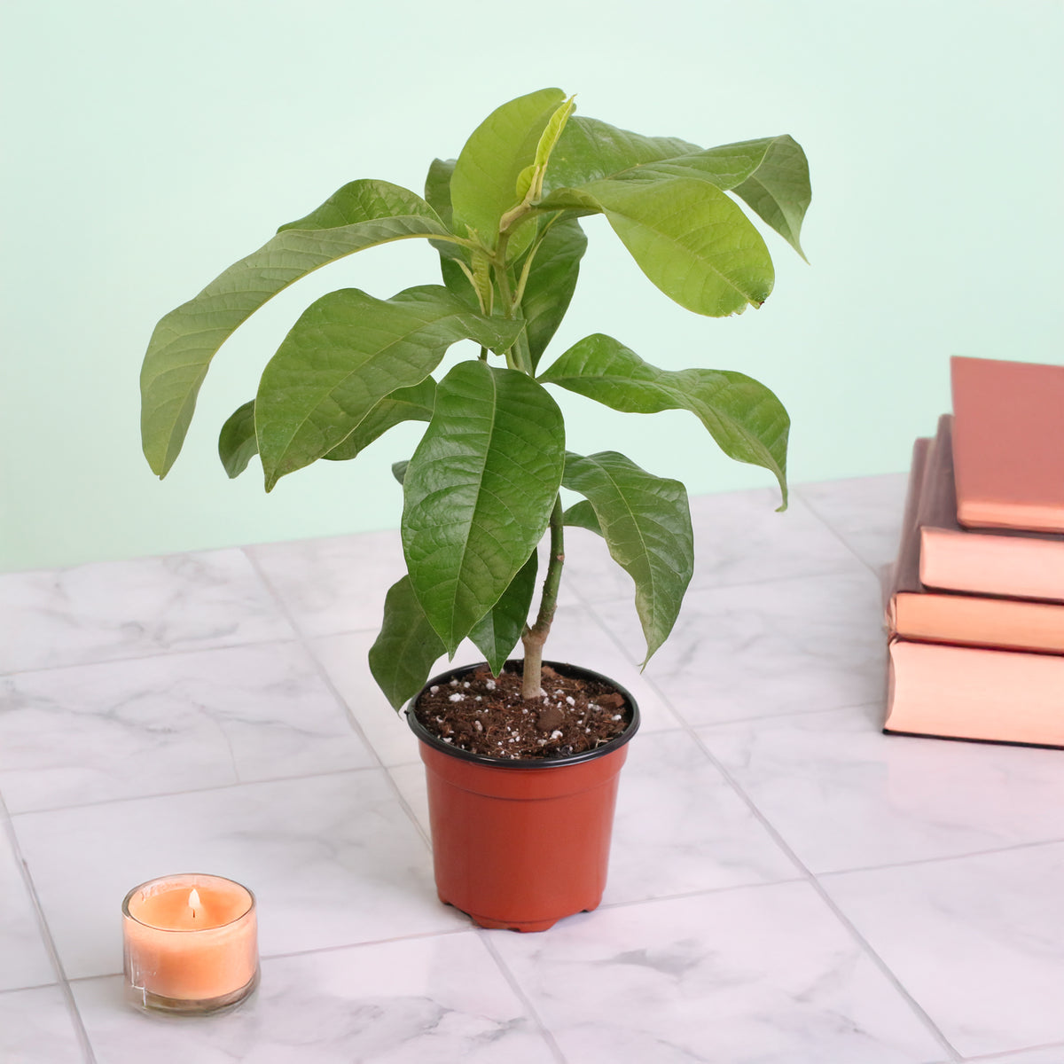 Magnolia Champaca on countertop next to candle