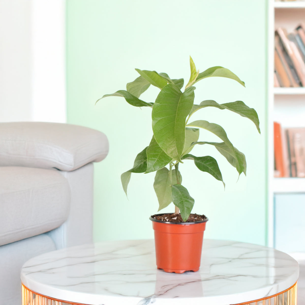 Magnolia Champaca in livingroom