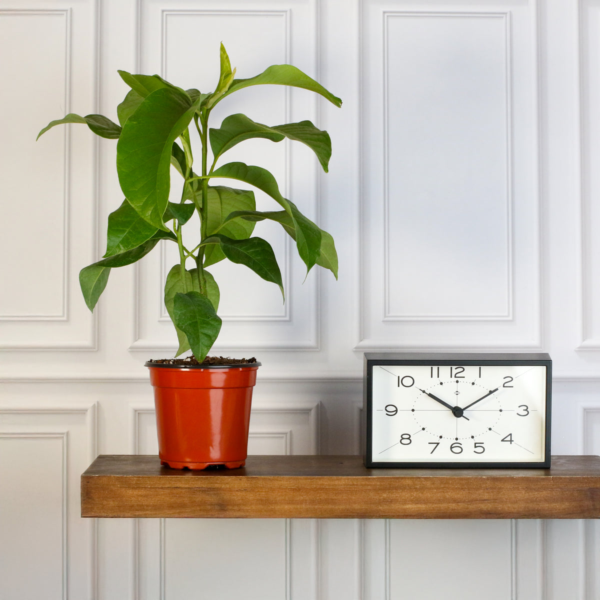 Magnolia Champaca  next to clock. 