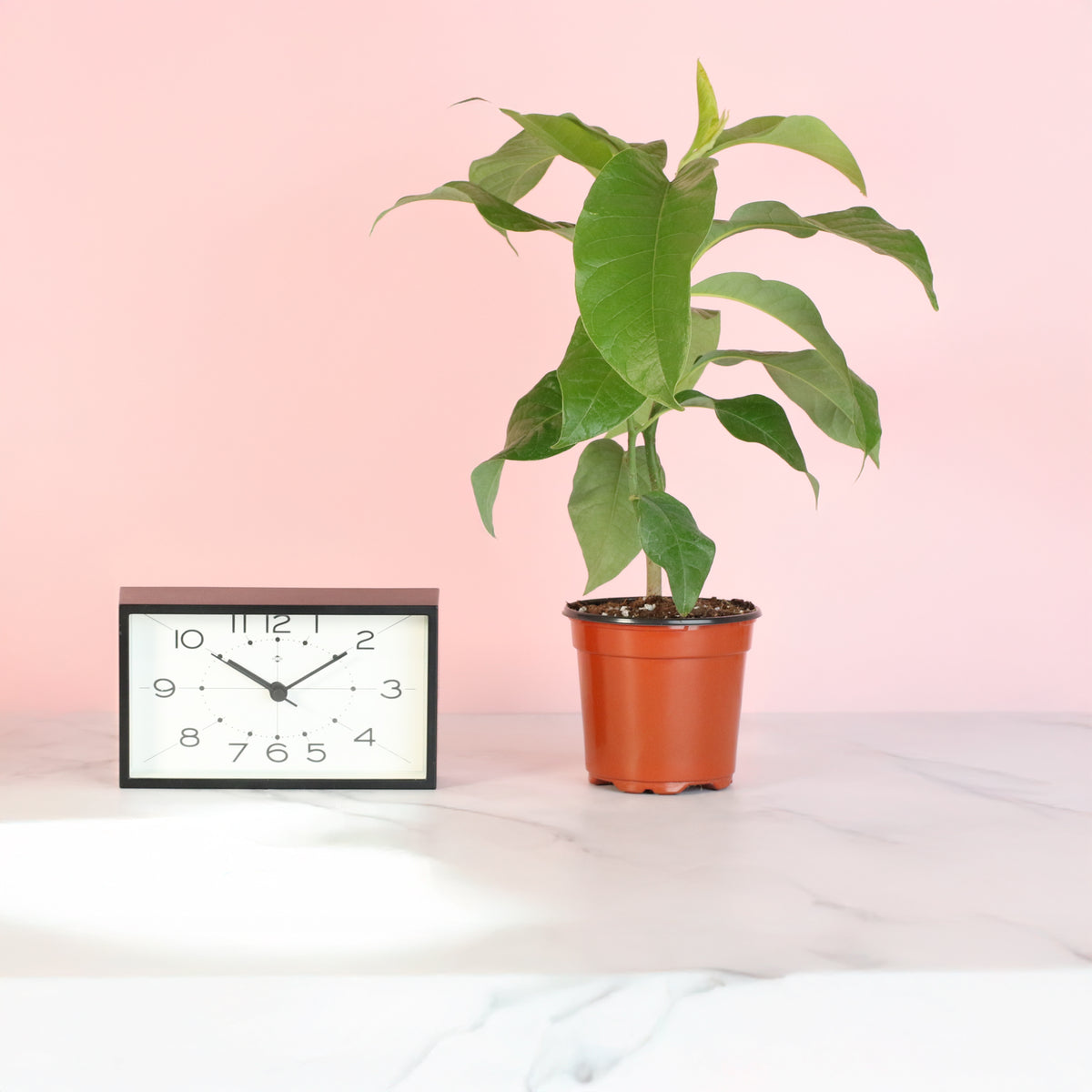 Magnolia Champaca next to clock